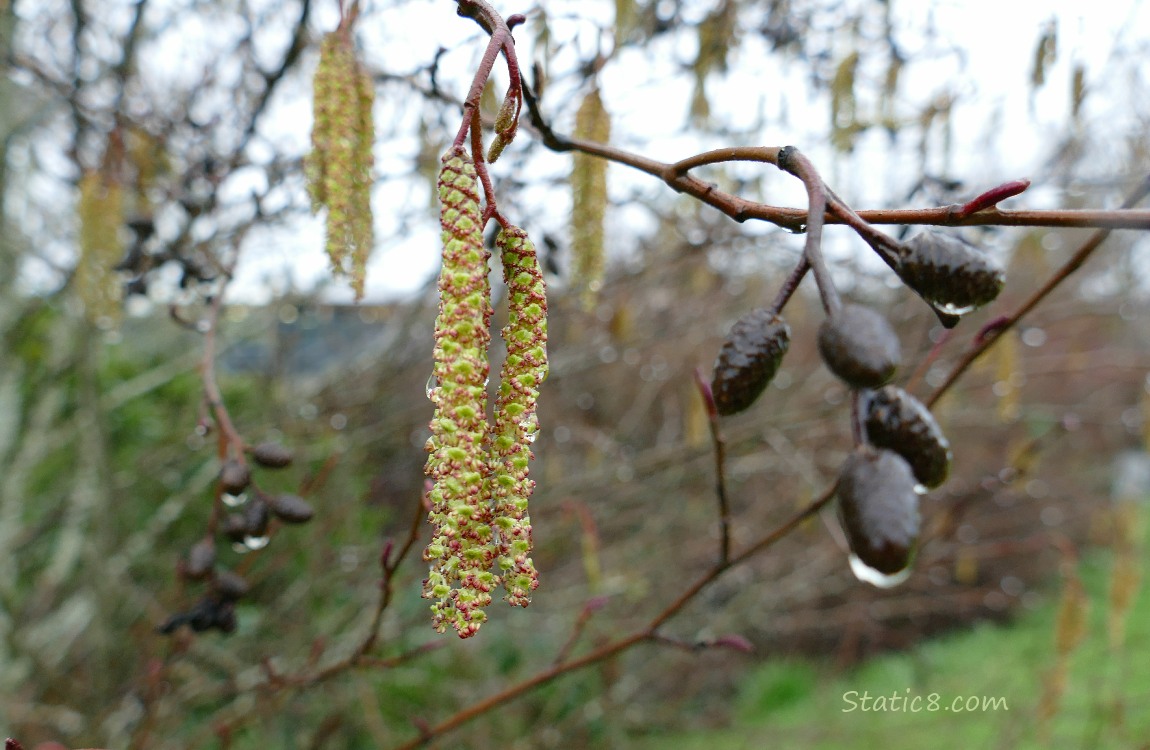 Alder catkins and last years seed cones