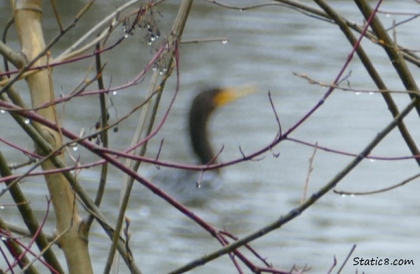 Blurry Cormorant, paddling on the water behind sticks