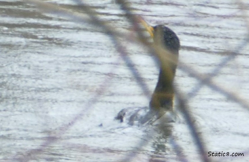 Blurry Cormorant, paddling on the water behind sticks