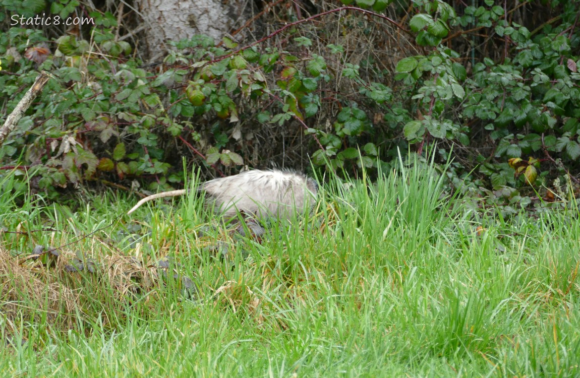 Opossum, turned away, in the grass