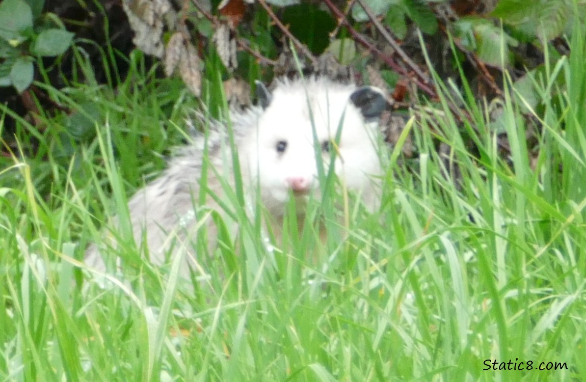 Opossum in the grass