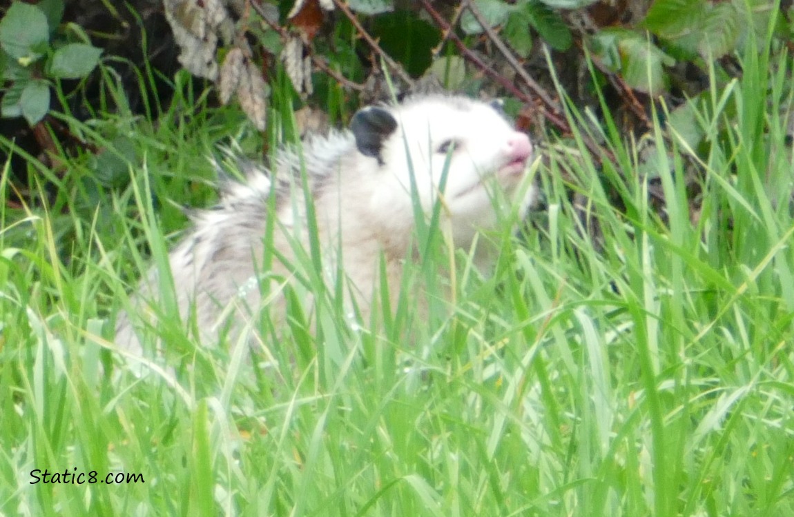Opossum in the grass