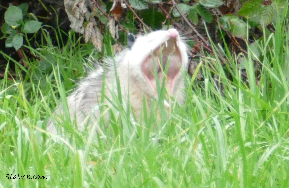 Opossum in the grass, yawns