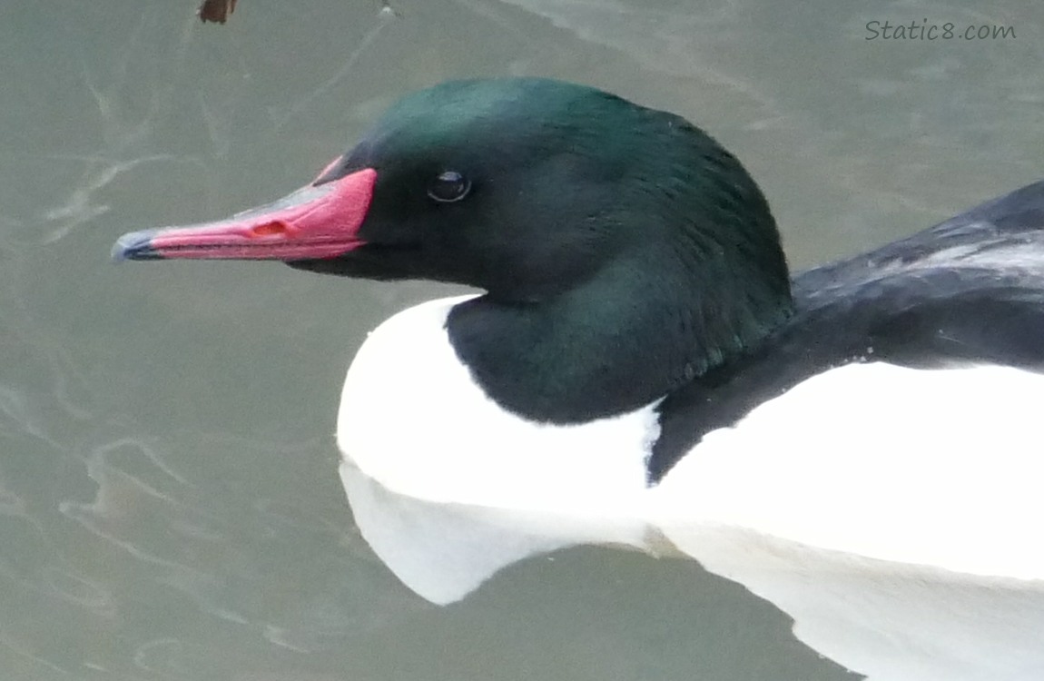 Male Common Merganser, close up of his face