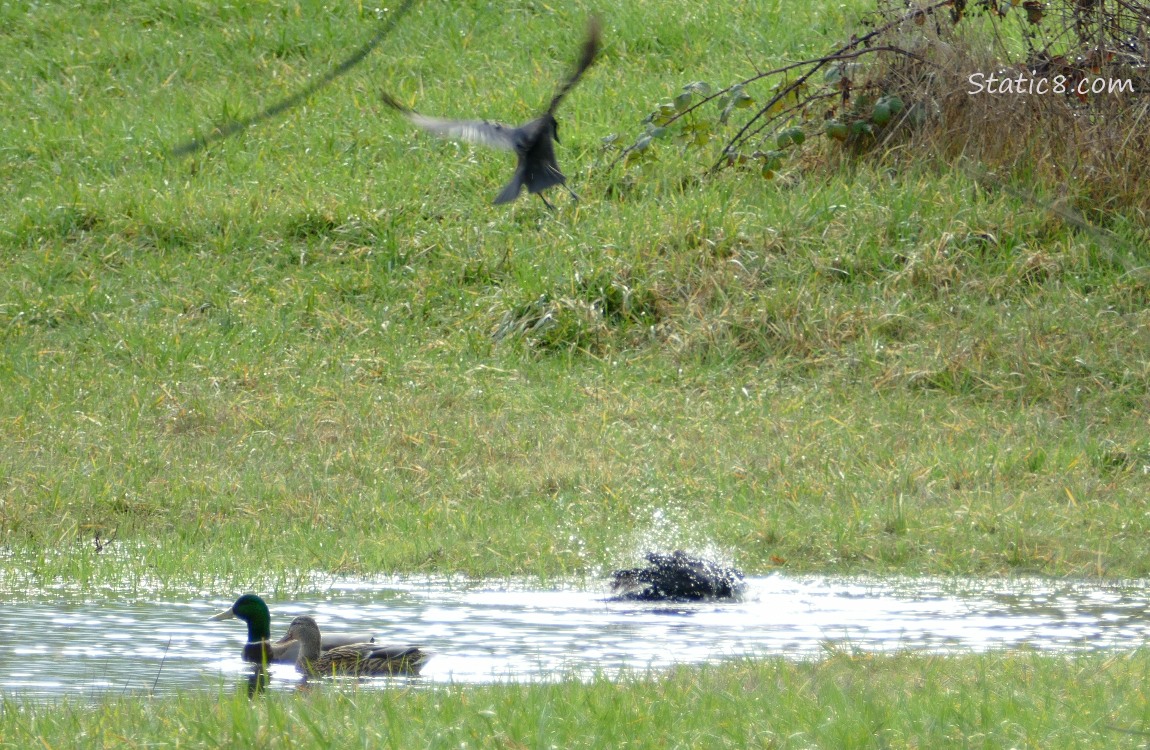 Crow splashing in a shallow pond while another crow flies in