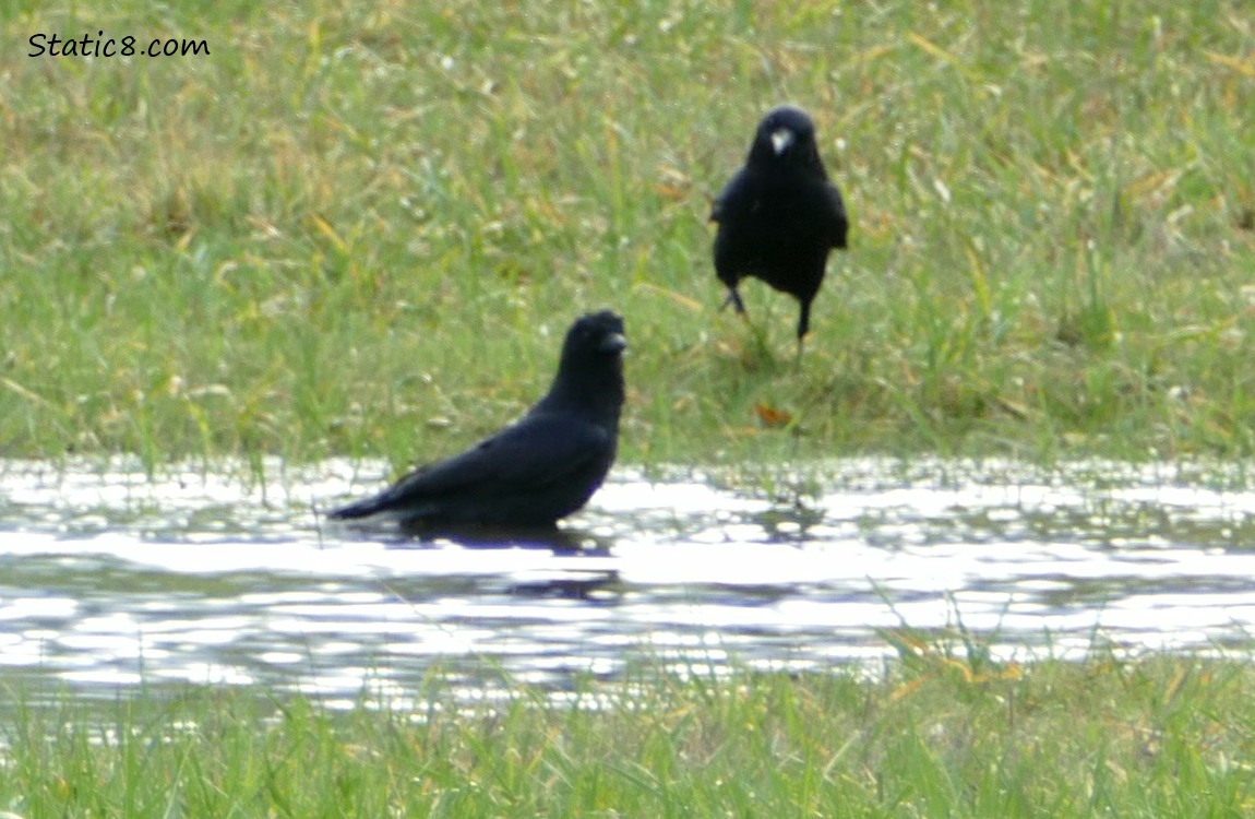 One crow standing in shallow water, the other crow walks forward in the grass