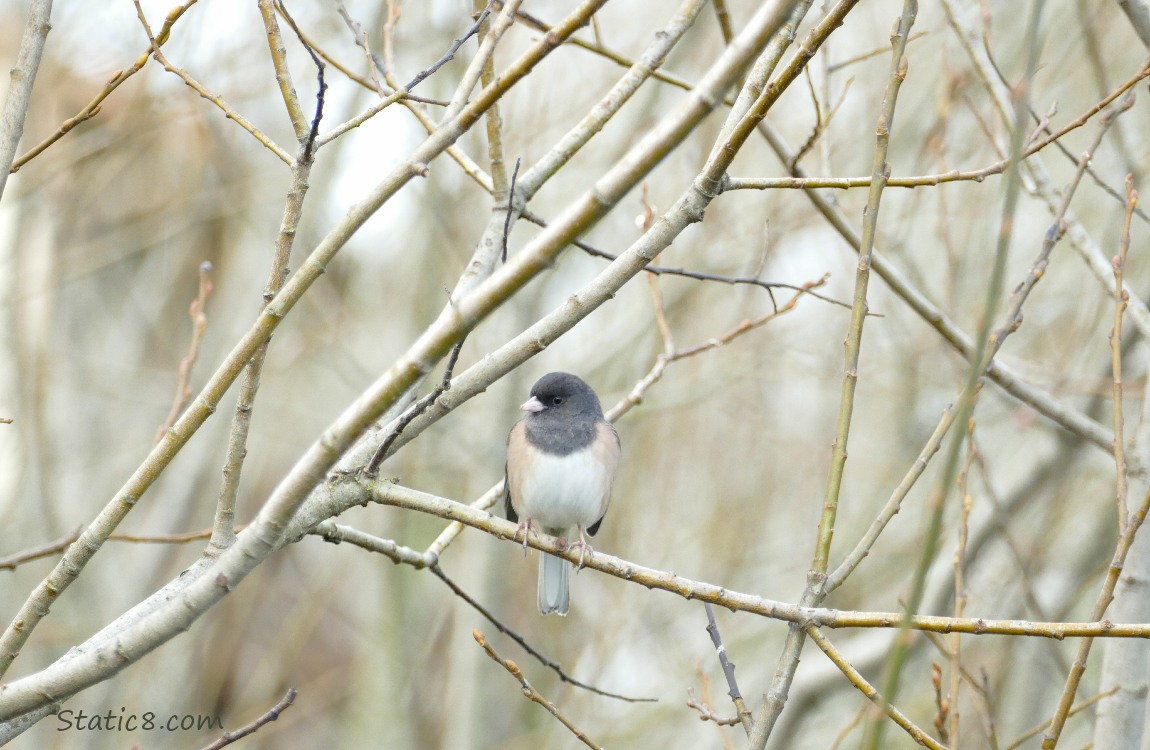 Dark Eye Junco standing on a twig, surrounded by twigs
