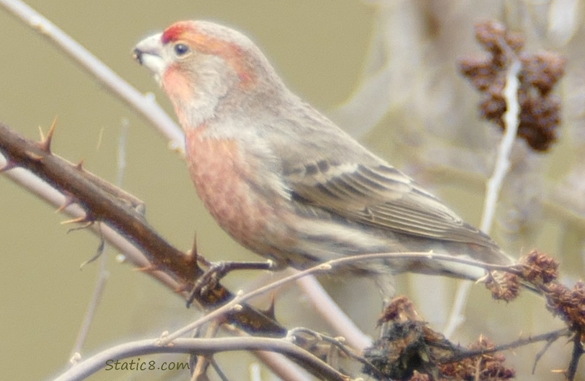Male House Finch standing on a thorny vine