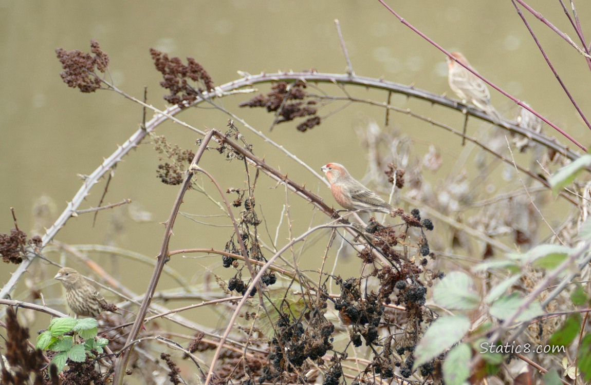 Several House Finches in the brambles