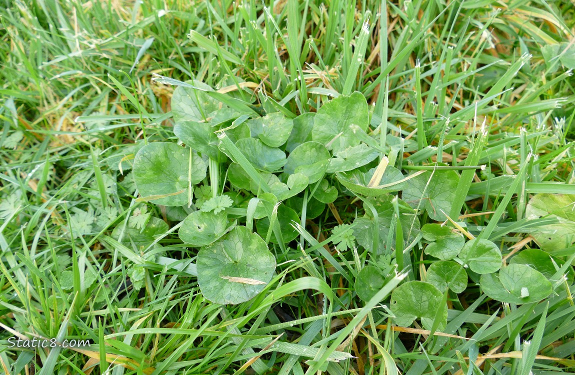 Lesser Celandine in the grass