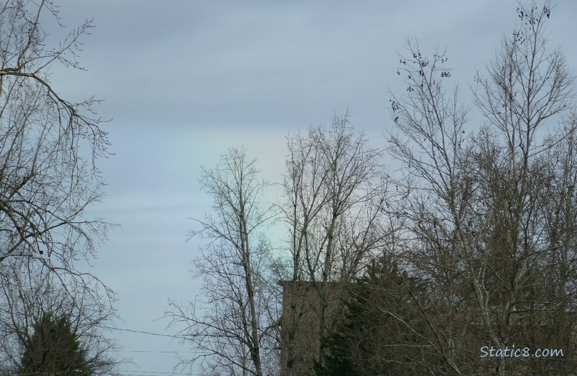 Rainbow in the sky past bare trees