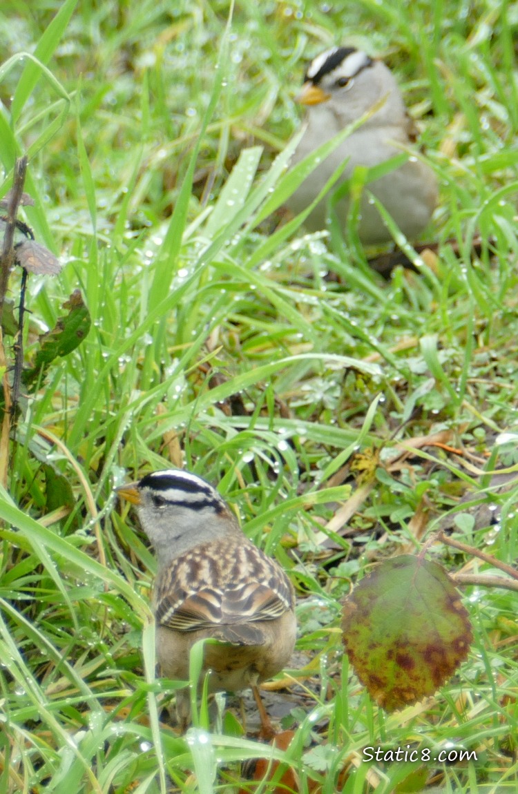 White Crown Sparrows standing in the grass