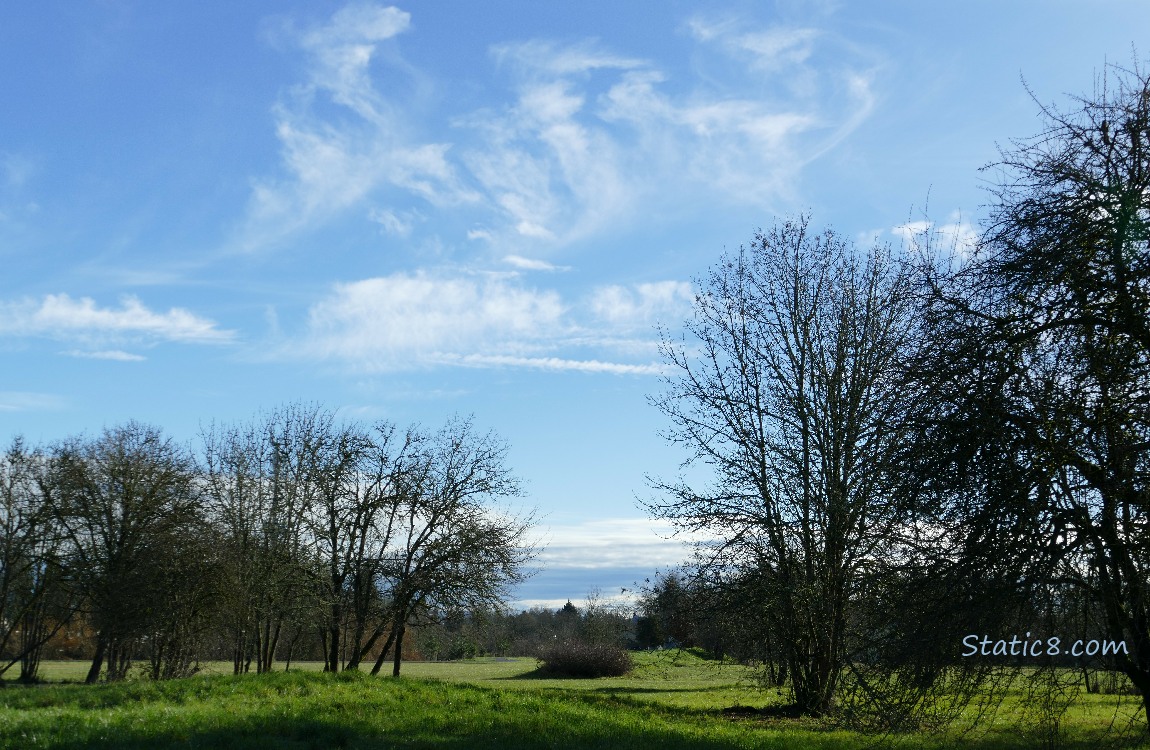 Blue sky over trees and grass