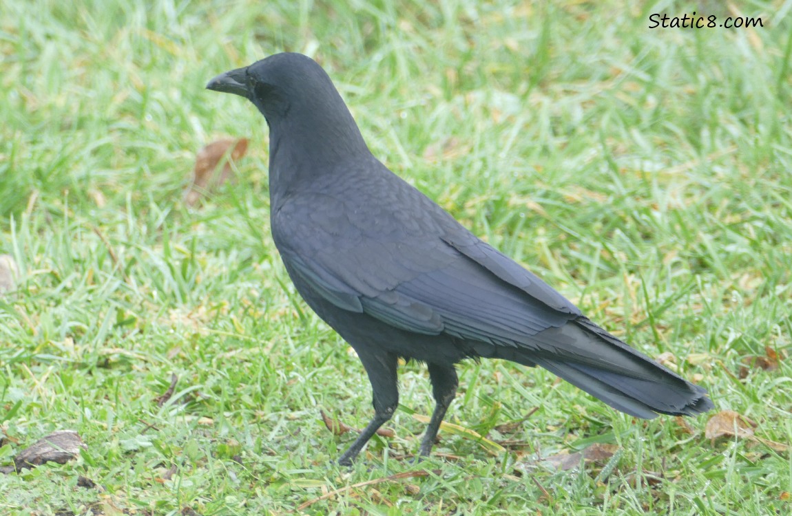 A Crow standing in the grass, looking away