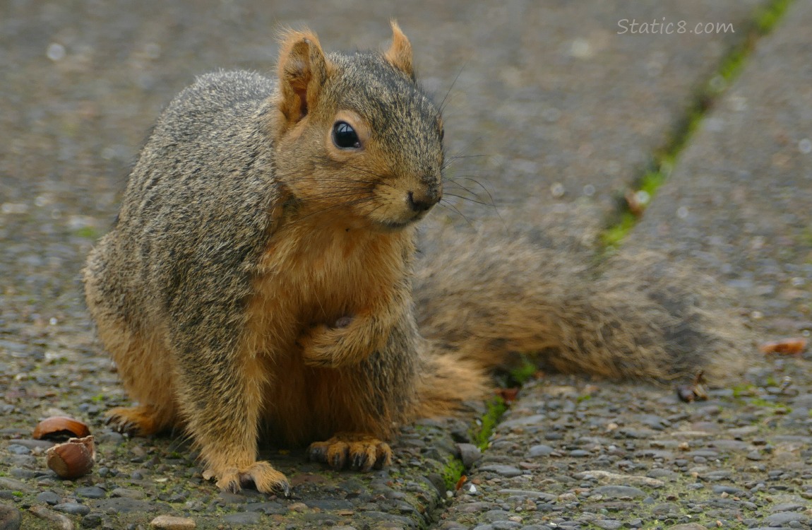 Squirrel standing on the sidewalk