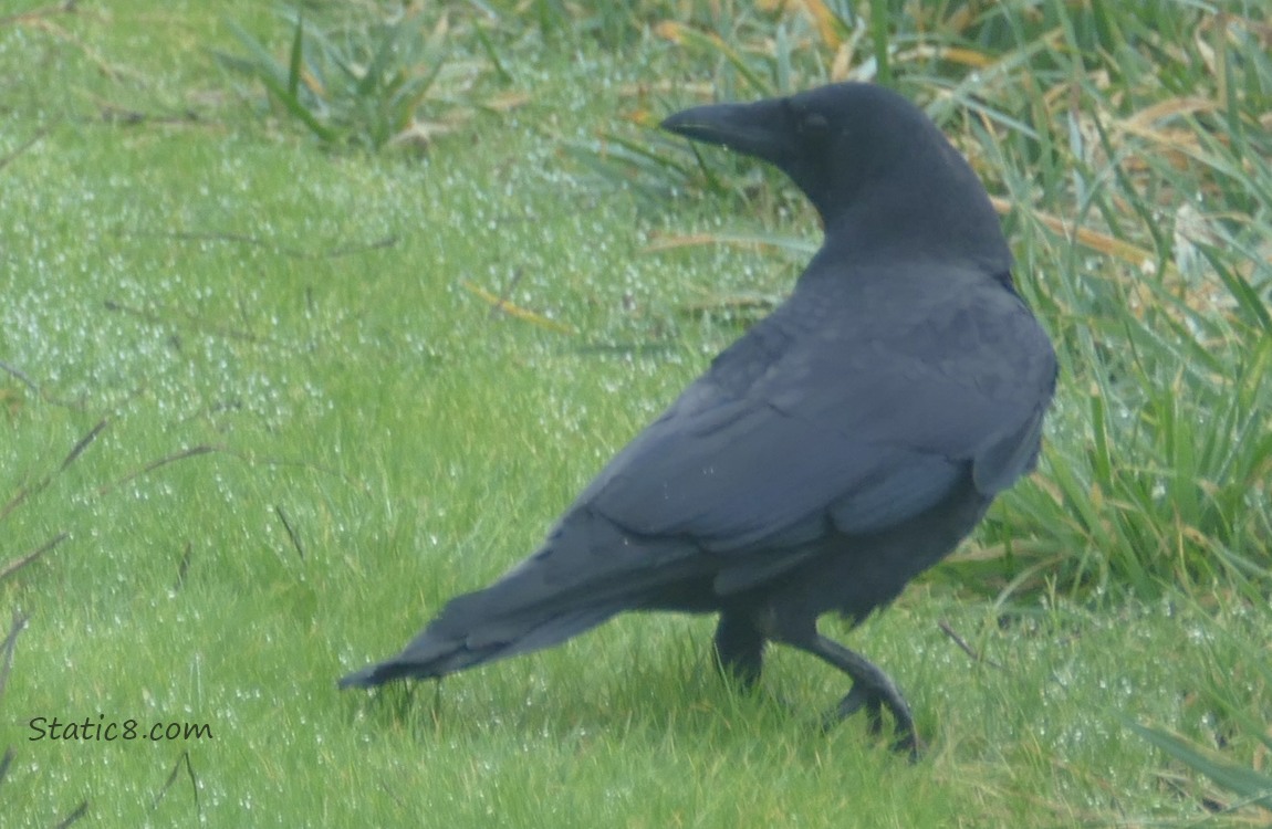Crow standing in the grass, holding one of her legs up