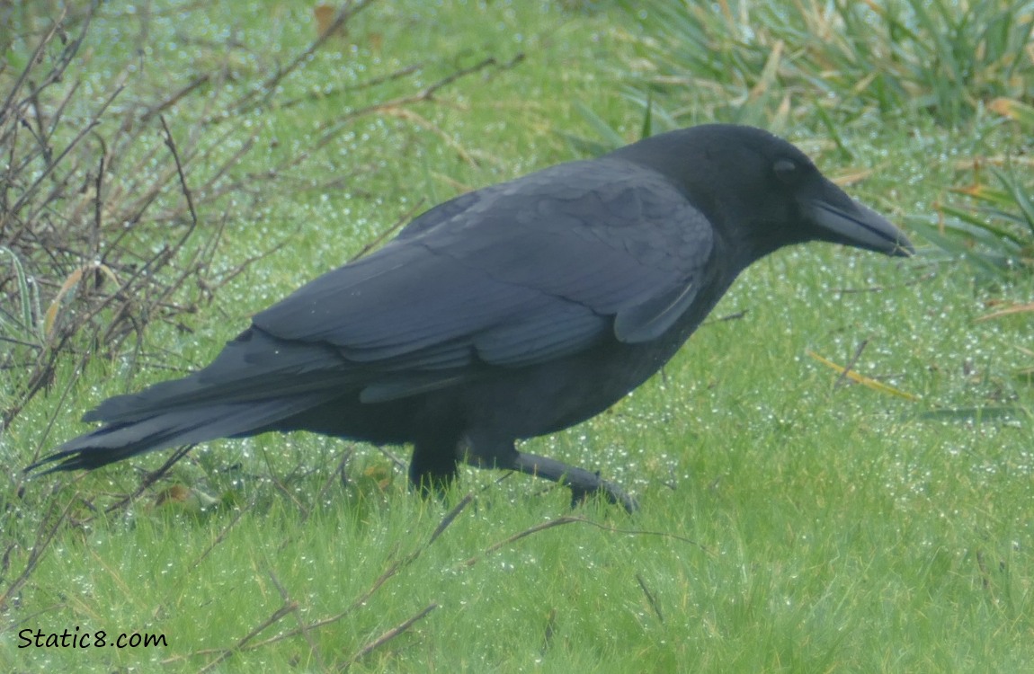 Crow standing in the grass, holding one foot up