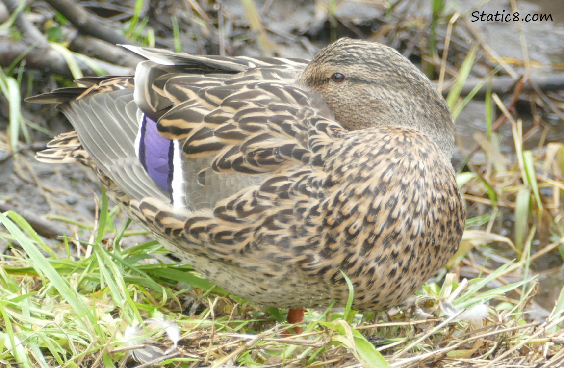 Female Mallard with her bill tucked under her wing