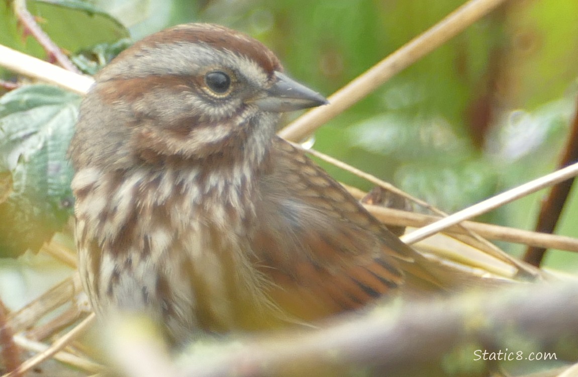Song Sparrow standing in the brambles