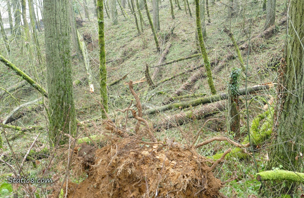 Trees down across the forest floor