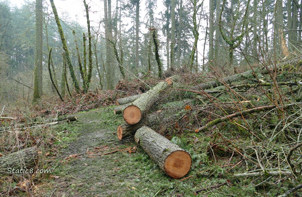 Large logs cut up next to the forest path