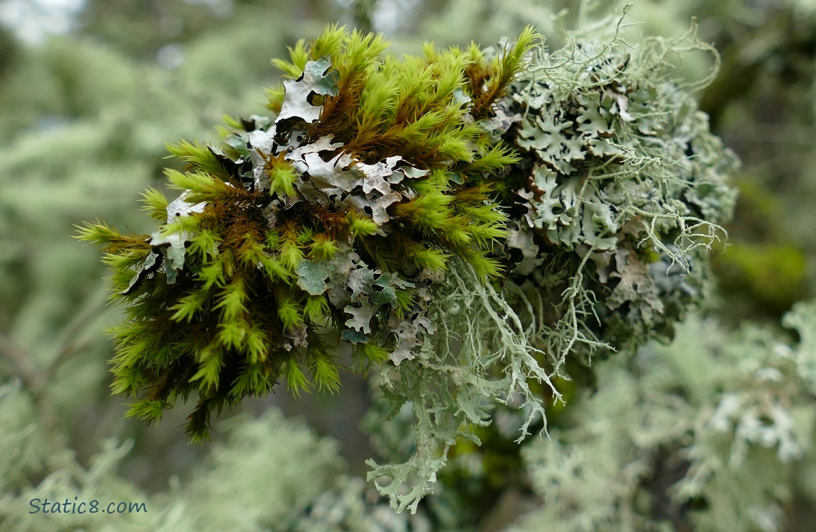 Close up of some moss and lichen