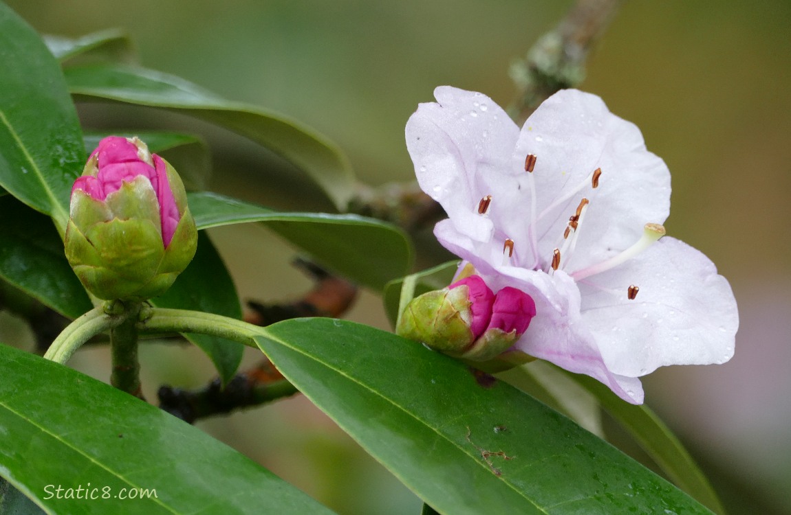 Pink Rhododendron blooms