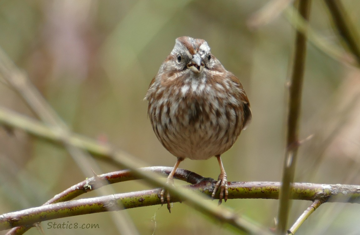 Song Sparrow sings on a twig
