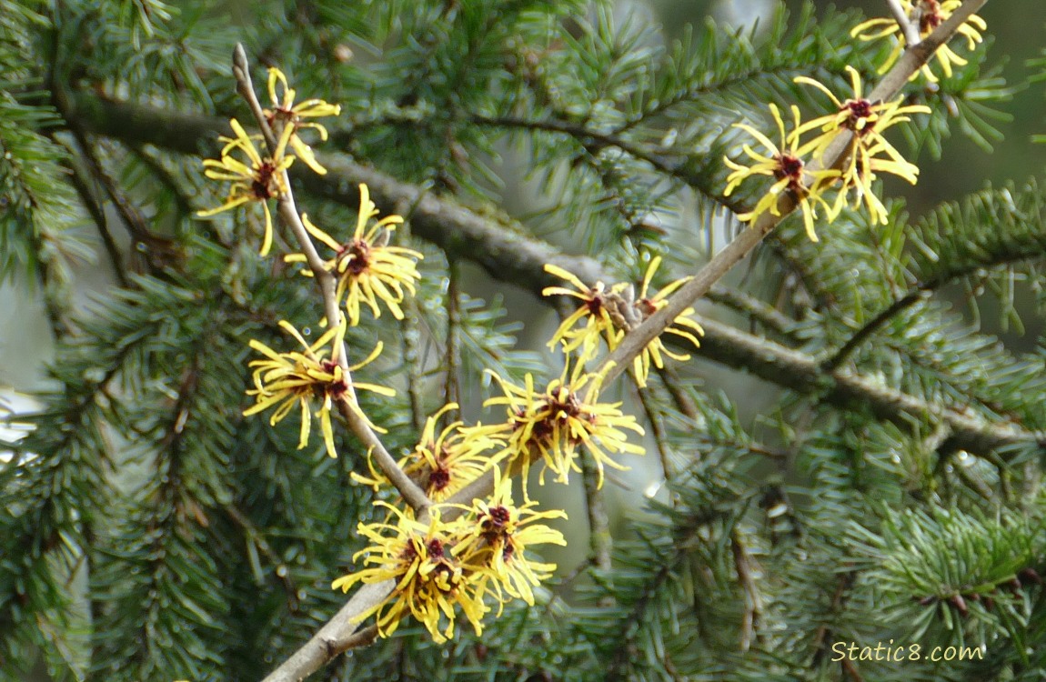 Witch Hazel blooms in front of green pine tree branches