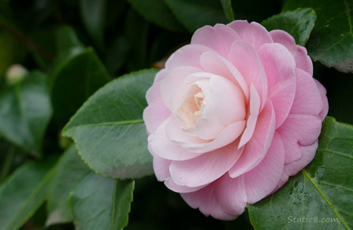 Pink Camellia bloom surrounded by leaves
