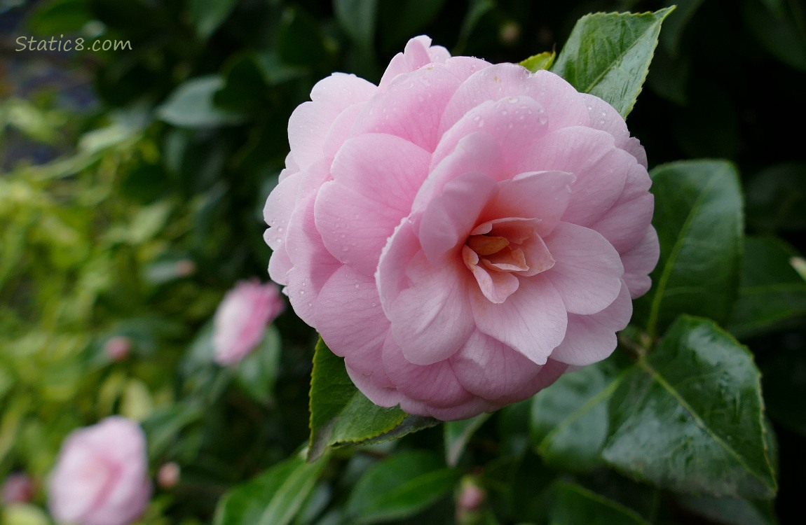 Pink Camellia bloom with others in the background