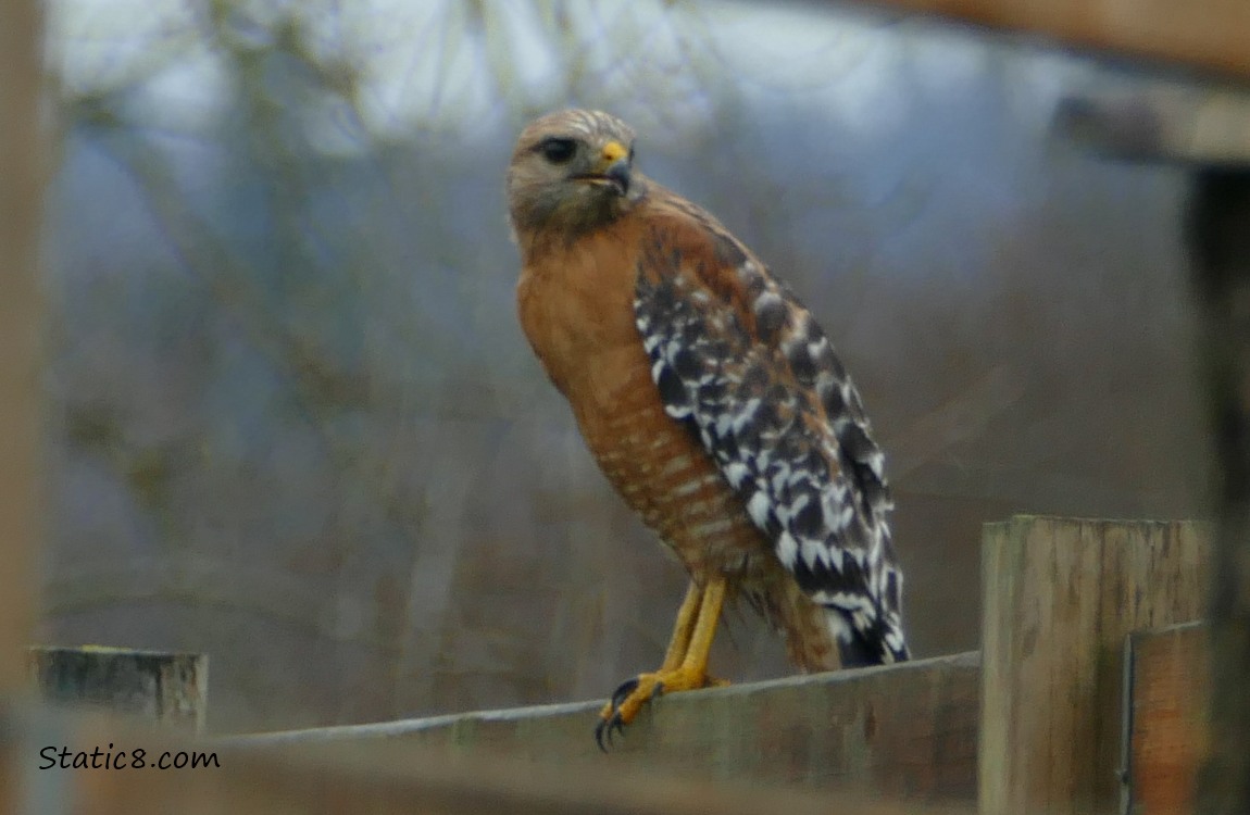 Red Shoulder Hawk standing on a wood fence