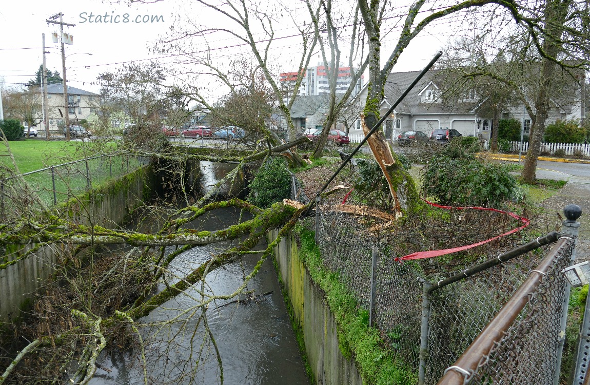 Trees down across a fence and into a canal