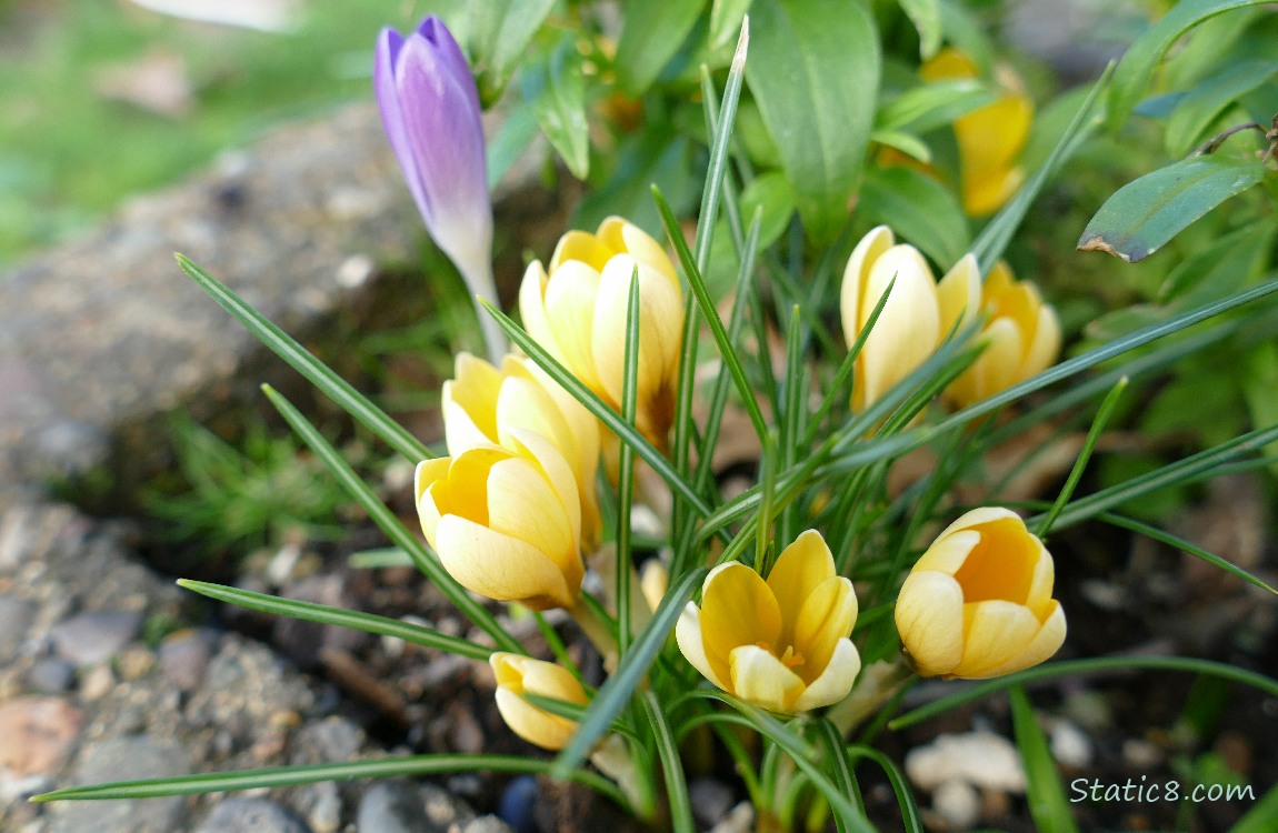 Yellow Crocuses with a closed purple bloom