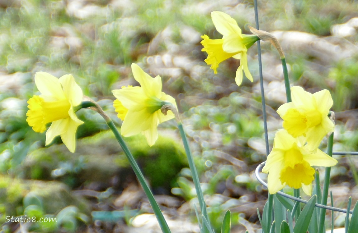 Five Daffodil blooms, facing in all directions