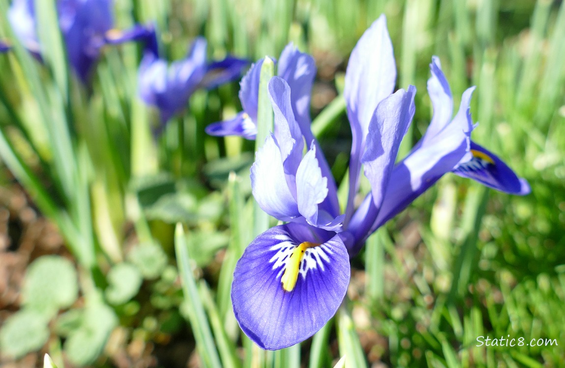 Dwarf Iris blooms