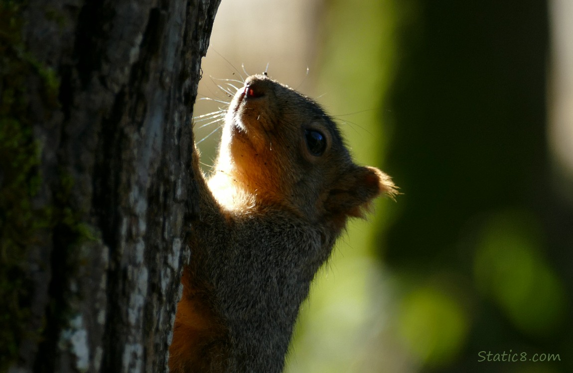 Squirrel hanging from the side of a tree trunk