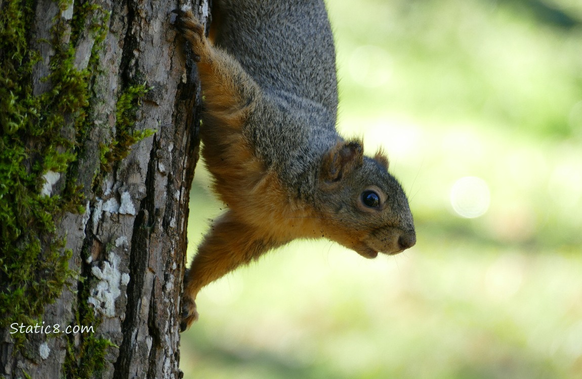 Squirrel hanging upside down from the side of a tree trunk