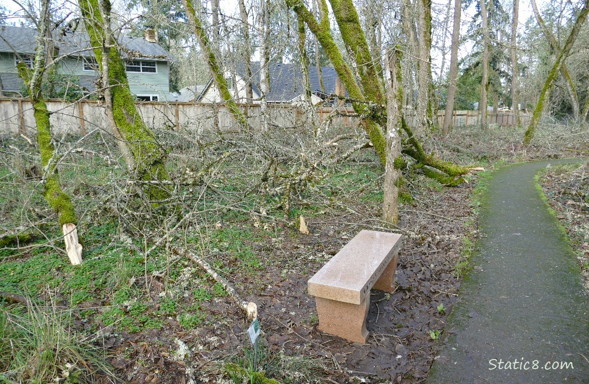 A bench next to the hiking path with downed trees and branches all around