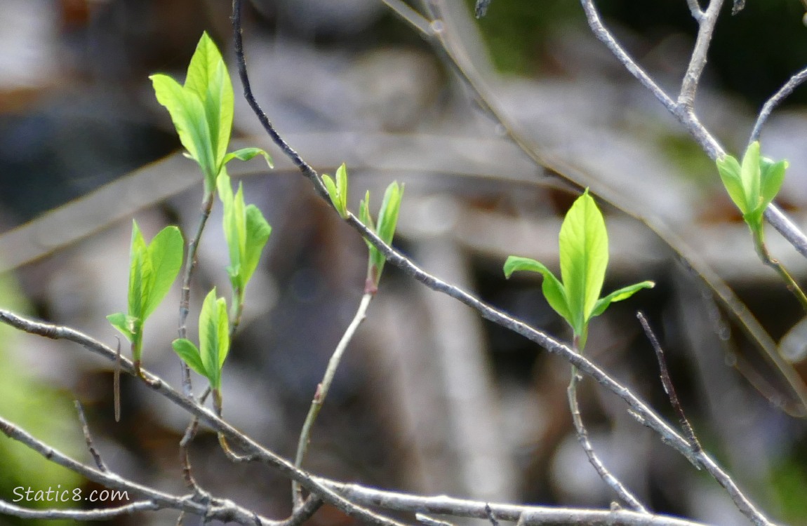 Osoberry leaves budding out