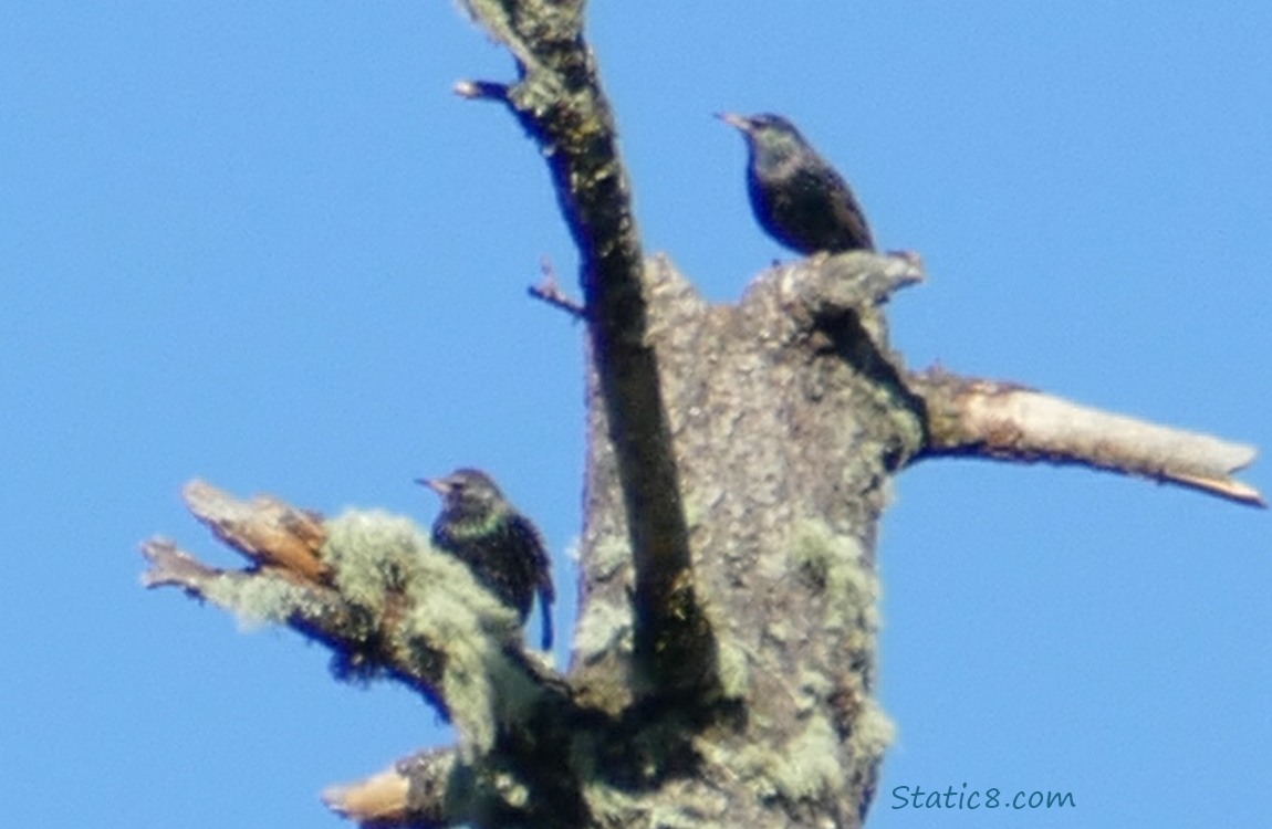 Starlings up at the top of a snag