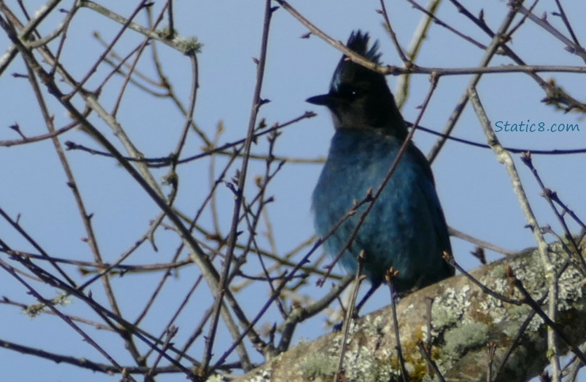 Steller Jay standing on a branch, surrounded by sticks