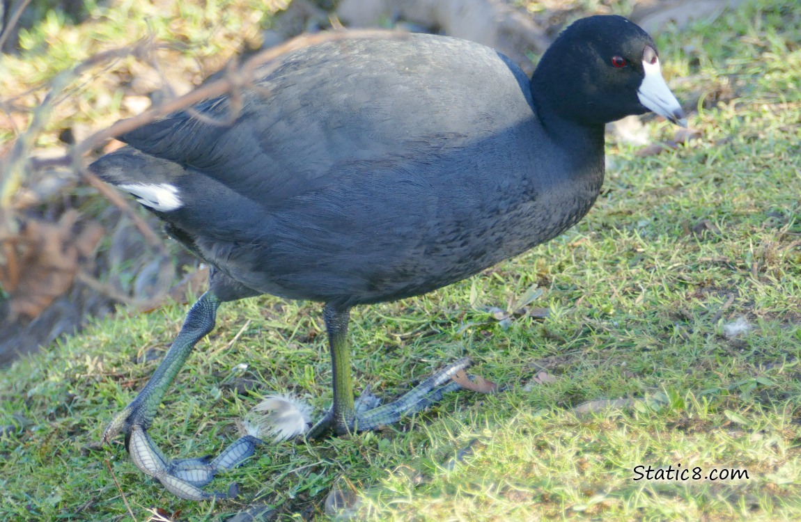 American Coot walking in the grass