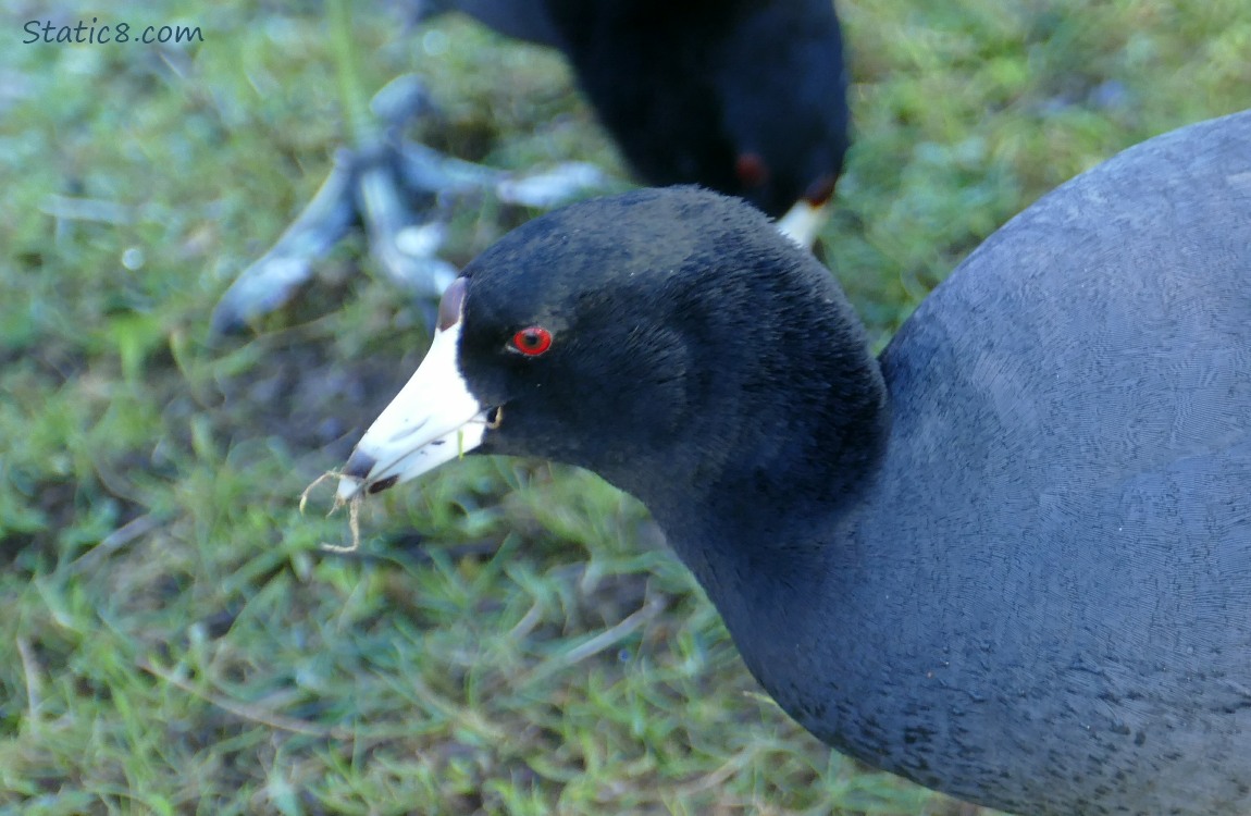 Close up of American Coot face