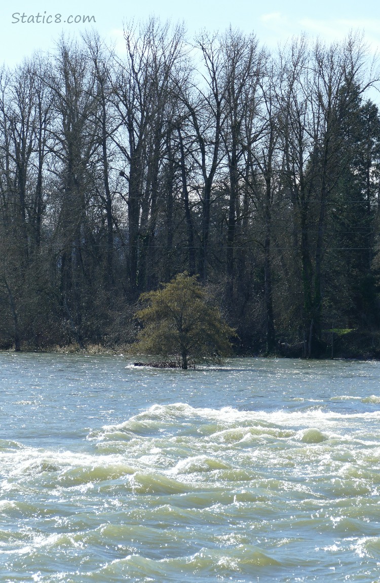 Alder Tree on a submerged island in the river, bigger trees in the background
