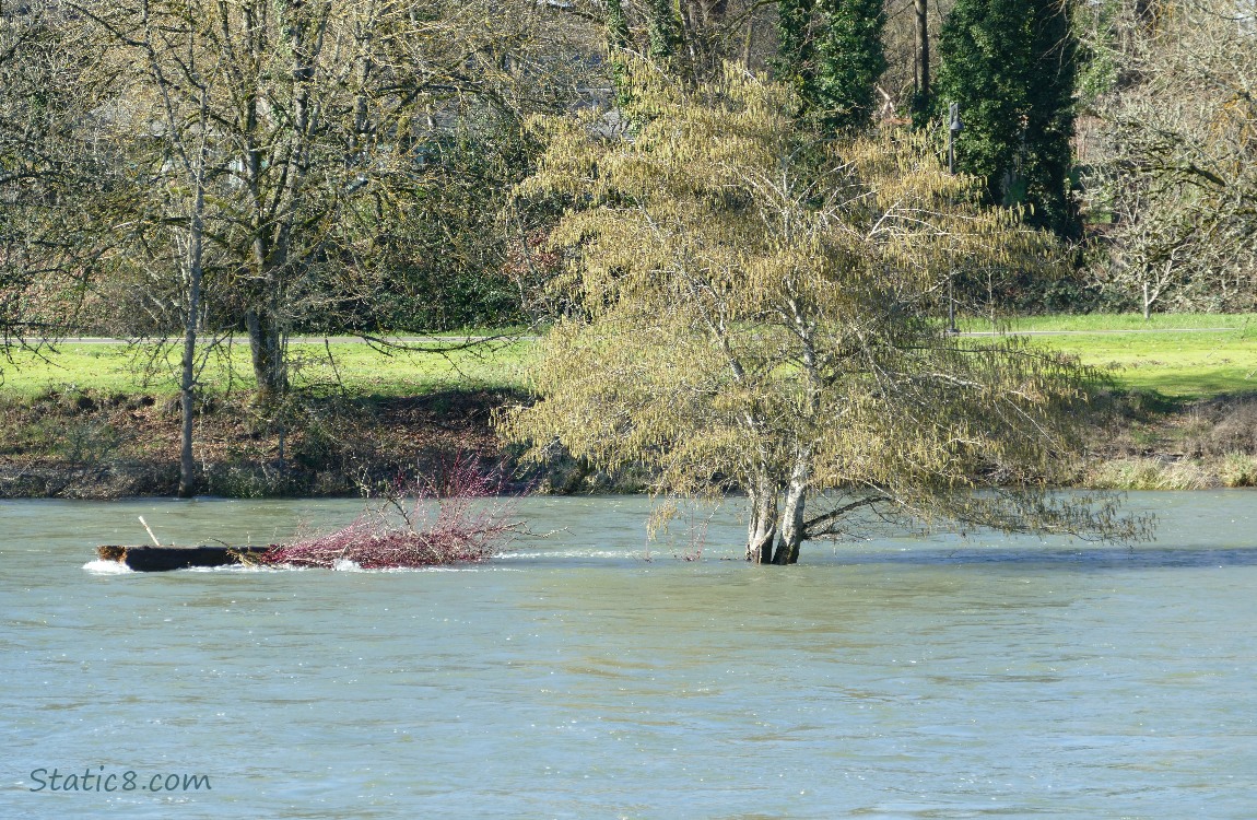 Alder Tree on a submerged island in the river