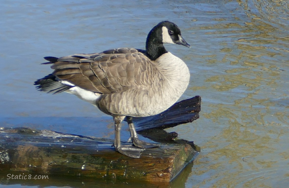 Cackling Goose standing on a log in the water