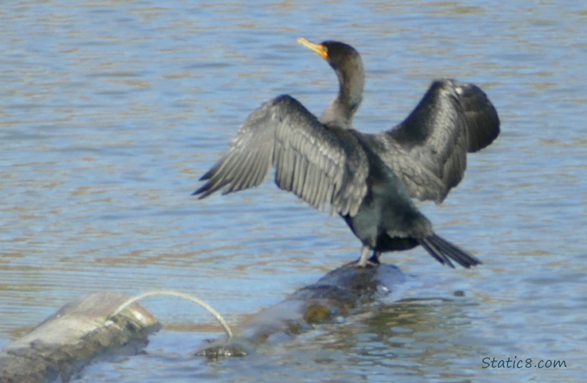 Cormorant, standing on a log in the water, with wings spread to dry in the sun