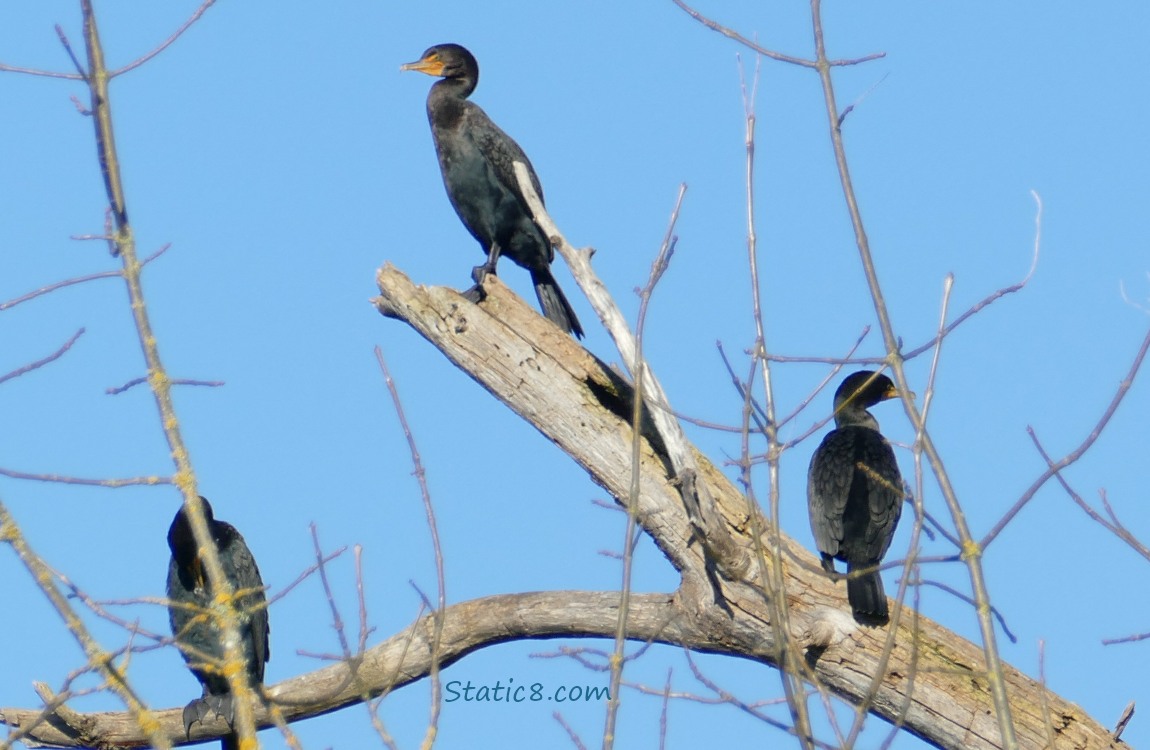 Cormorants up in a winter bare tree