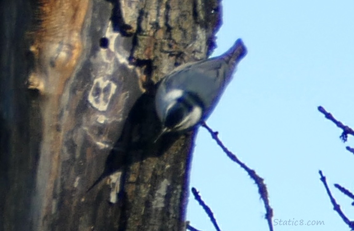 Nuthatch on the side of a tree trunk